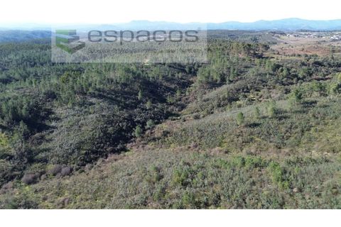 Helårsgrund i Castelo Branco, Castelo Branco, Castelo Branco - € 37.500 | Ref: 5666/EG - foto 2