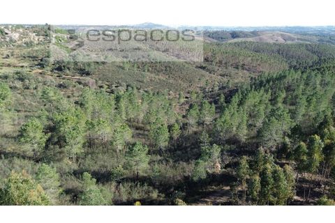 Helårsgrund i Castelo Branco, Castelo Branco, Castelo Branco - € 37.500 | Ref: 5666/EG - foto 3