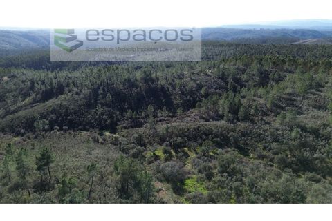 Helårsgrund i Castelo Branco, Castelo Branco, Castelo Branco - € 37.500 | Ref: 5666/EG - foto 5