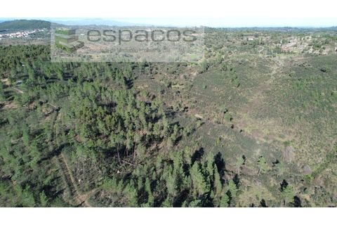 Helårsgrund i Castelo Branco, Castelo Branco, Castelo Branco - € 37.500 | Ref: 5666/EG - foto 6