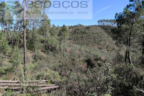 Helårsgrund i Castelo Branco, Castelo Branco, Castelo Branco - € 37.500 | Ref: 5666/EG - foto 8