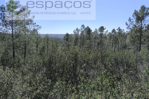Helårsgrund i Castelo Branco, Castelo Branco, Castelo Branco - € 37.500 | Ref: 5666/EG - foto 11