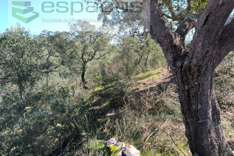 Helårsgrund i Castelo Branco, Castelo Branco, Castelo Branco - € 37.500 | Ref: 5666/EG - foto 12