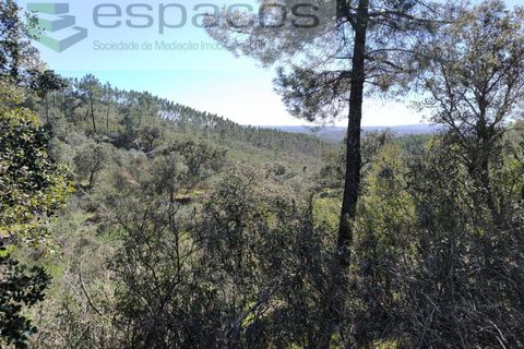 Helårsgrund i Castelo Branco, Castelo Branco, Castelo Branco - € 37.500 | Ref: 5666/EG - foto 13