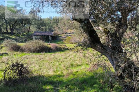 Terra a Castelo Branco, Castelo Branco, Castelo Branco - € 21.000 | Ref: 5665/EG - foto 4