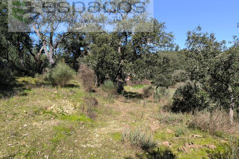 Terra a Castelo Branco, Castelo Branco, Castelo Branco - € 21.000 | Ref: 5665/EG - foto 5