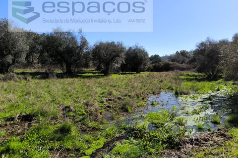 Terra a Castelo Branco, Castelo Branco, Castelo Branco - € 21.000 | Ref: 5665/EG - foto 11