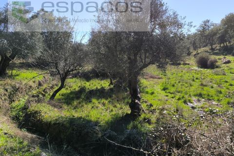 Terra a Castelo Branco, Castelo Branco, Castelo Branco - € 21.000 | Ref: 5665/EG - foto 13