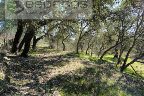 Terra a Castelo Branco, Castelo Branco, Castelo Branco - € 21.000 | Ref: 5665/EG - foto 14