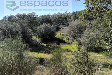Terra a Castelo Branco, Castelo Branco, Castelo Branco - € 21.000 | Ref: 5665/EG - foto 15