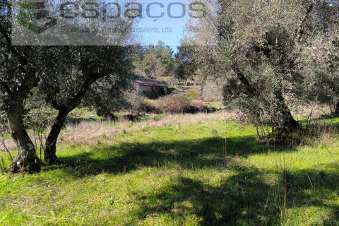 Terra a Castelo Branco, Castelo Branco, Castelo Branco - € 21.000 | Ref: 5665/EG - foto 16