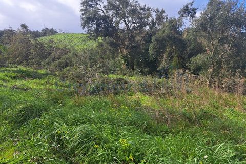 Helårsgrund i Leiria, Leiria, Leiria - € 60.000 | Ref: 6136 - foto 3