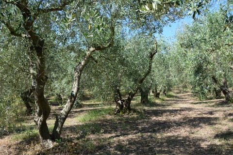 Landejendom i Castelplanio, Ancona, Castelplanio - € 430.000 | Ref: CR401 - foto 25