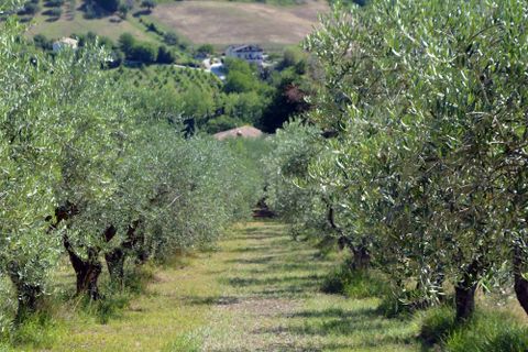 Landejendom i Castelplanio, Ancona, Castelplanio - € 430.000 | Ref: CR401 - foto 26
