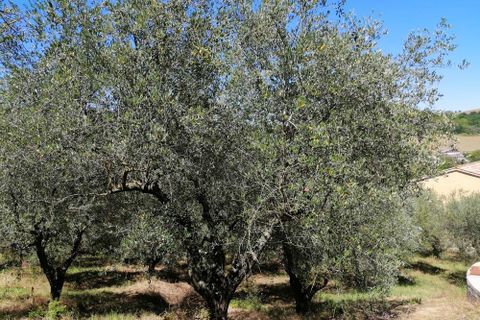 Landejendom i Castelplanio, Ancona, Castelplanio - € 430.000 | Ref: CR401 - foto 32