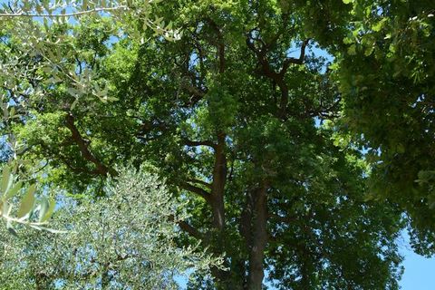 Landejendom i Castelplanio, Ancona, Castelplanio - € 430.000 | Ref: CR401 - foto 35