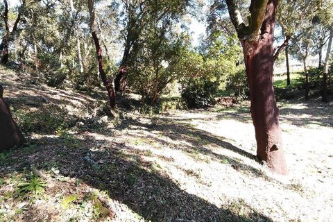 Helårsgrund i Serta, Castelo Branco, Serta - € 39.000 | Ref: 821282 - foto 10