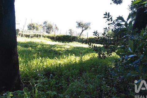 Helårsgrund i Serta, Castelo Branco, Serta - € 39.000 | Ref: 821282 - foto 29