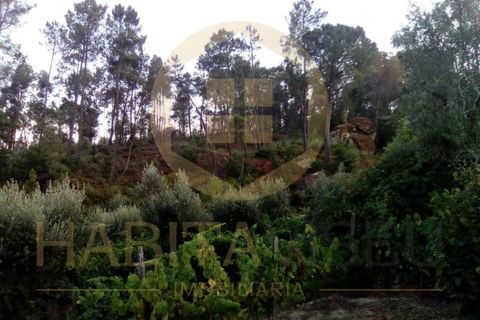 Helårsgrund i Viseu, Viseu, Viseu - € 55.000 | Ref: 2485 - foto 5