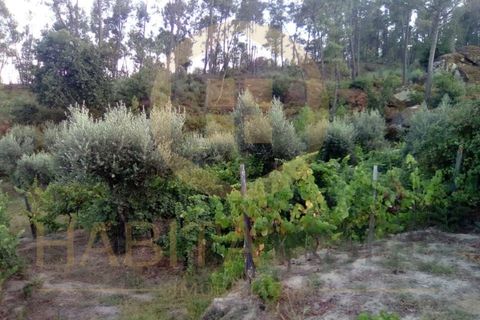 Helårsgrund i Viseu, Viseu, Viseu - € 55.000 | Ref: 2485 - foto 8