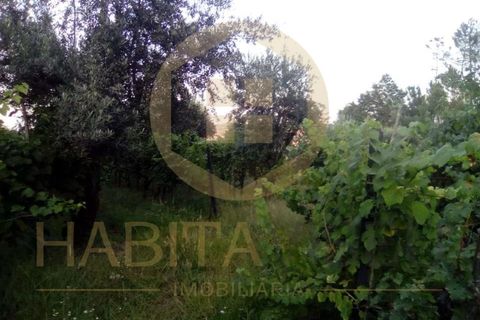 Helårsgrund i Viseu, Viseu, Viseu - € 55.000 | Ref: 2485 - foto 9