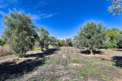 Granja a Abrantes, Santarem, Abrantes - € 274.000 | Ref: ZMPT582386 - foto 35