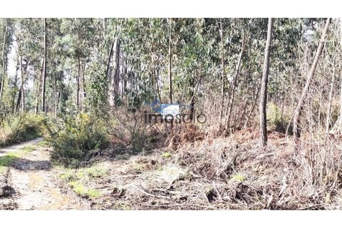 Helårsgrund i Nogueira do Cravo e Pindelo, Aveiro, Nogueira do Cravo e Pindelo - € 200.000 | Ref: 145 - foto 4