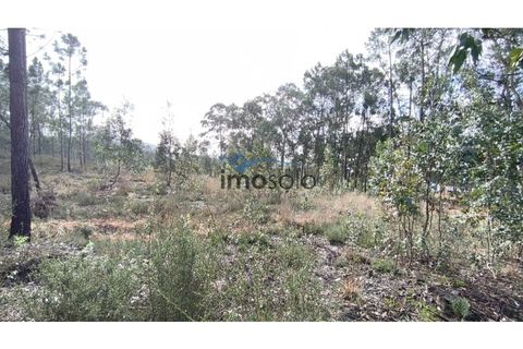 Helårsgrund i Nogueira do Cravo e Pindelo, Aveiro, Nogueira do Cravo e Pindelo - € 200.000 | Ref: 145 - foto 6