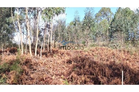 Helårsgrund i Nogueira do Cravo e Pindelo, Aveiro, Nogueira do Cravo e Pindelo - € 200.000 | Ref: 145 - foto 8