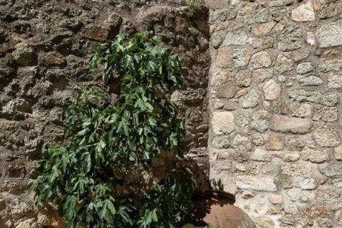 Landejendom i Montanchez, Caceres, Montanchez - € 960.000 | Ref: e8ff79c2-2d98-4f48-8 - foto 37