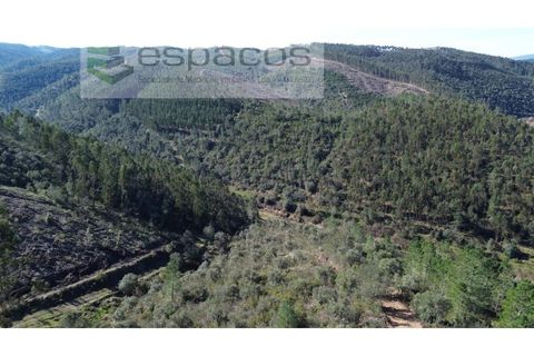 Helårsgrund i Castelo Branco, Castelo Branco, Castelo Branco - € 55.000 | Ref: 5767/EG - foto 7