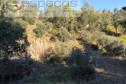 Helårsgrund i Castelo Branco, Castelo Branco, Castelo Branco - € 55.000 | Ref: 5767/EG - foto 12