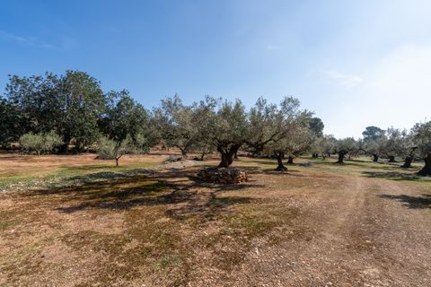 Finca i Camarles, Tarragona, Camarles - € 63.000 | Ref: 331 - foto 15