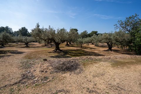 Finca i Camarles, Tarragona, Camarles - € 63.000 | Ref: 331 - foto 16