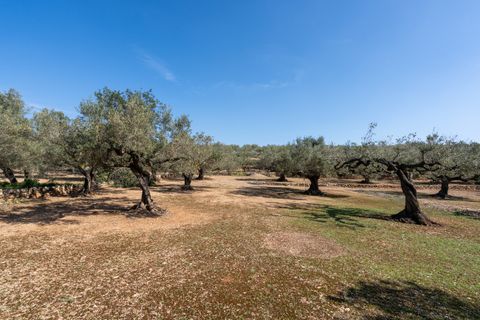Finca i Camarles, Tarragona, Camarles - € 63.000 | Ref: 331 - foto 18