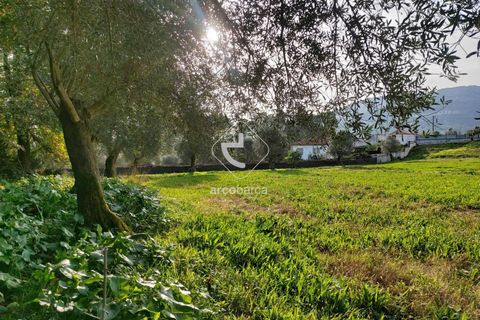 Tomt i Ponte de Lima, Viana do Castelo, Ponte de Lima - € 79 000 | Ref: AV6190 - foto 11