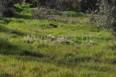 Helårsgrund i Castelo Branco, Castelo Branco, Castelo Branco - € 47.500 | Ref: 102260036 - foto 3