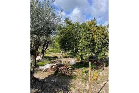 Landejendom i Ponte de Sor, Portalegre, Ponte de Sor - € 125.000 | Ref: 988 - foto 20