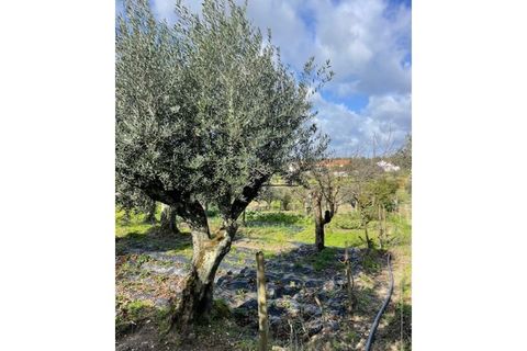 Landejendom i Ponte de Sor, Portalegre, Ponte de Sor - € 125.000 | Ref: 988 - foto 21