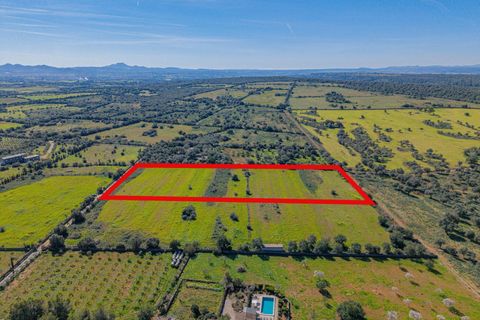 Terra a Manacor, Mallorca, Manacor - € 215.000 | Ref: 08MRGR001/10961 - foto 9