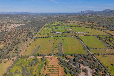 Terra a Manacor, Mallorca, Manacor - € 215.000 | Ref: 08MRGR001/10961 - foto 18