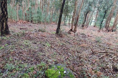 Terra a Moncao, Viana do Castelo, Moncao - € 56.500 | Ref: 794104 - foto 4