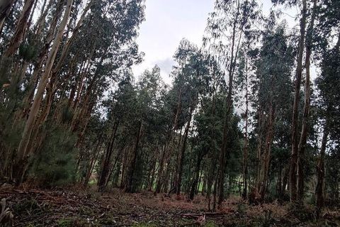 Terra a Moncao, Viana do Castelo, Moncao - € 56.500 | Ref: 794104 - foto 7