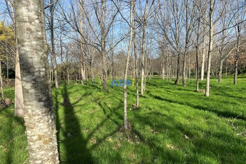 Farm hus i Paul, Castelo Branco, Paul - € 850.000 | Ref: 126010 - foto 41