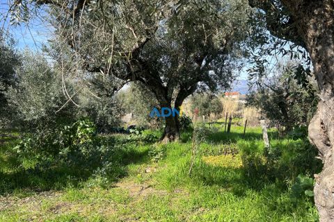 Helårsgrund i Fundao, Castelo Branco, Fundao - € 100.000 | Ref: 126002 - foto 18