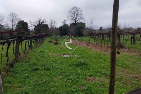 Helårsgrund i Valenca, Viana do Castelo, Valenca - € 65.000 | Ref: AV6647 - foto 5