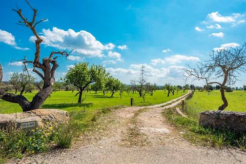 Finca i Puntiro, Mallorca, Puntiro - € 2.500.000 | Ref: FALC-Nep-60247 - foto 2