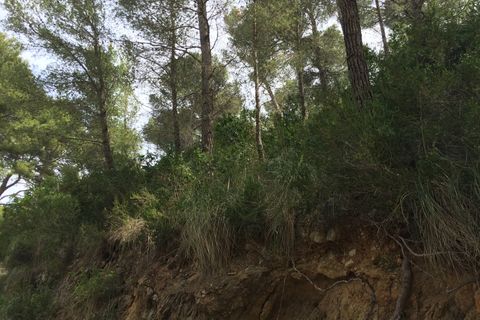 Terra a Canyamel, Mallorca, Canyamel - € 180.000 | Ref: KPNO949 - foto 7