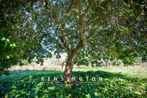 Terra a Arta, Mallorca, Arta - € 480.000 | Ref: KPNO946 - foto 6