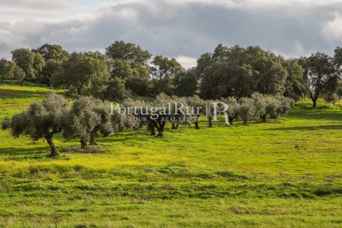 Helårsgrund i Elvas, Portalegre, Elvas - € 160.000 | Ref: JF718 - foto 8